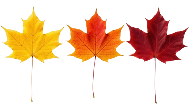 Three colorful maple leaves PNG isolated on transparent background, autumn foliage in yellow orange and red for seasonal design