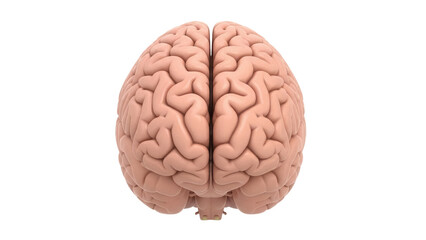 Realistic human brain PNG isolated on transparent background, anatomical model for medical education and neuroscience studies