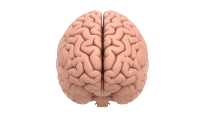 Realistic human brain PNG isolated on transparent background, anatomical model for medical education and neuroscience studies