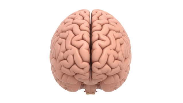 Realistic human brain PNG isolated on transparent background, anatomical model for medical education and neuroscience studies