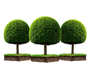 Three perfectly sculpted, sphere-shaped bushes on patches of land against a dark background