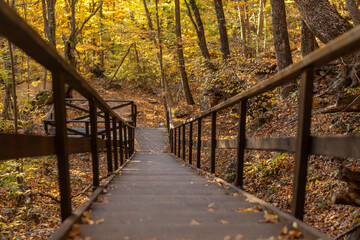 Obraz premium Autumn forest staircase, a beautiful wooden path descends through golden trees in a peaceful park.