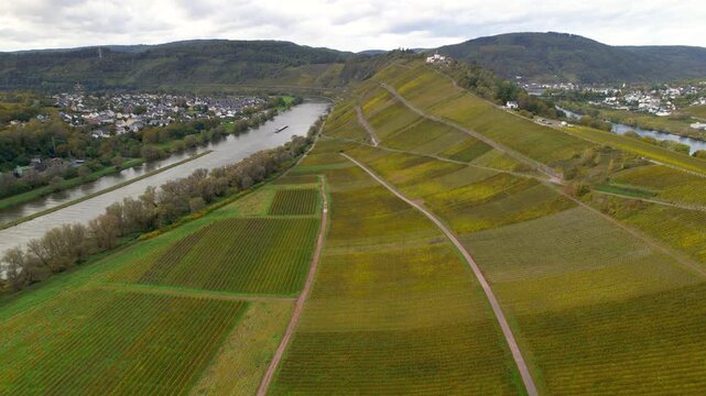 Aerial view of scenic Vineyards landscape along Moselle river barge sailing slowly near Cochem in Germany during autumn time
