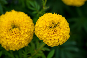Bright yellow marigold flowers in full bloom against blue sky on a sunny day, closeup of marigold flowers in field