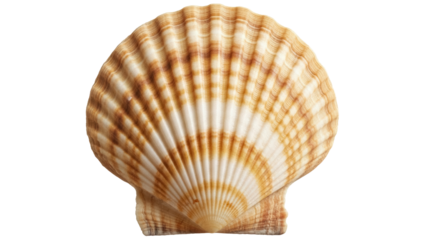 Elegant scallop shell PNG isolated on transparent background, marine life close-up for design and decoration