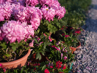 Pink Chrysanthemums in Full Bloom under Soft Sunlight
