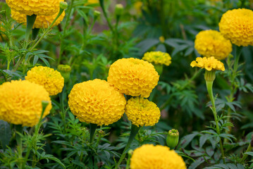 Bright yellow marigold flowers in full bloom against blue sky on a sunny day, closeup of marigold flowers in field