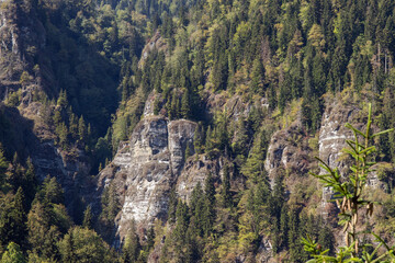 Top view of dense forest with mix of coniferous and deciduous trees near rocky cliff in summer mountain landscape
