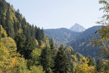 Scenic forested mountain landscape with mix of green and autumn foliage under clear sky in daylight