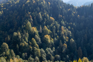 Top view of dense forest with mix of coniferous and deciduous trees near rocky cliff in summer...