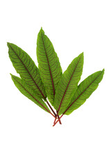 Sorrel green leaf healthy fresh salad herb on white background, superfood rich in vitamins, nutrients, antioxidants, oxalic acid. Used in herbal medicine.