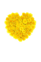 Dandelion flower heart shaped wreath on white. Herbal medicine for digestive and skin health, blood sugar levels, antioxidant, anti inflammatory. Floral spring arrangement.