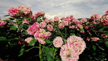 Beautiful field of pink Hydrangea flowers blooming at sunrise with bright sunlight and mountain background. 3d Rendering.