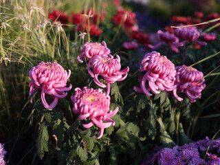 Pink Spider Chrysanthemums in Bloom under Soft Sunlight