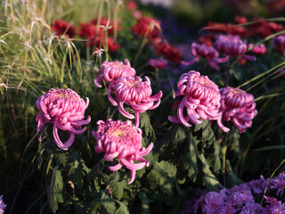 Pink Spider Chrysanthemums in Bloom under Soft Sunlight