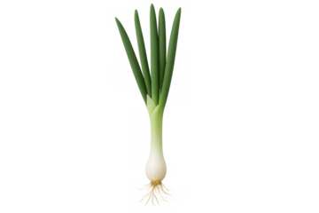 Fresh green onion scallion with roots isolated, raw spring onion for healthy cooking and culinary ingredients, transparent background