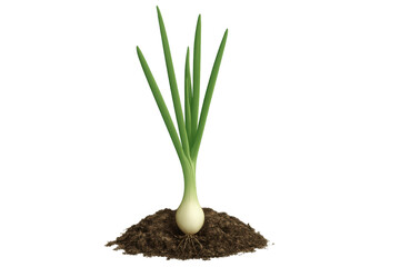 Green onion plant growing in a pile of soil, showing roots and bulb on a transparent background
