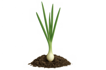 Green onion plant growing in a pile of soil, showing roots and bulb on a transparent background