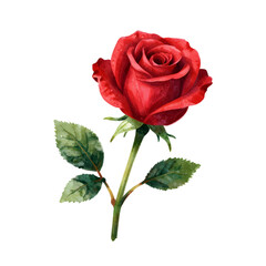 Hand drawn watercolor rose isolated