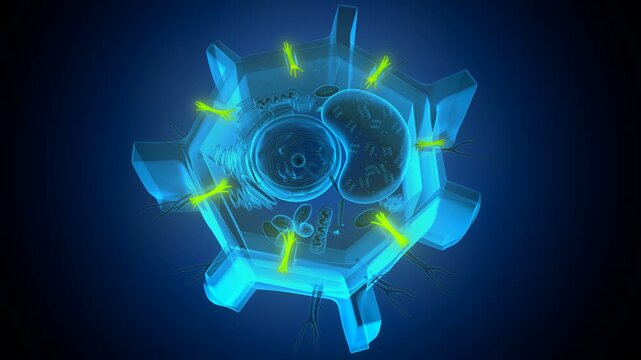  Plant cell membrane fibres anatomy. 3d render