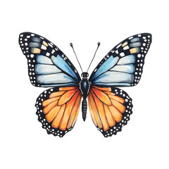 Hand drawn watercolor butterfly