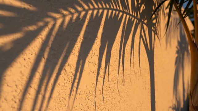 Ultra slow motion of delicate palm tree leaf shadows subtly moving across a clean white wall surface during golden hour clean, sunlight, minimalism