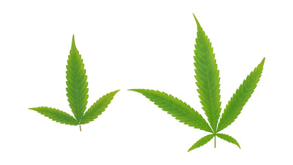 Green cannabis leaves on a white background.