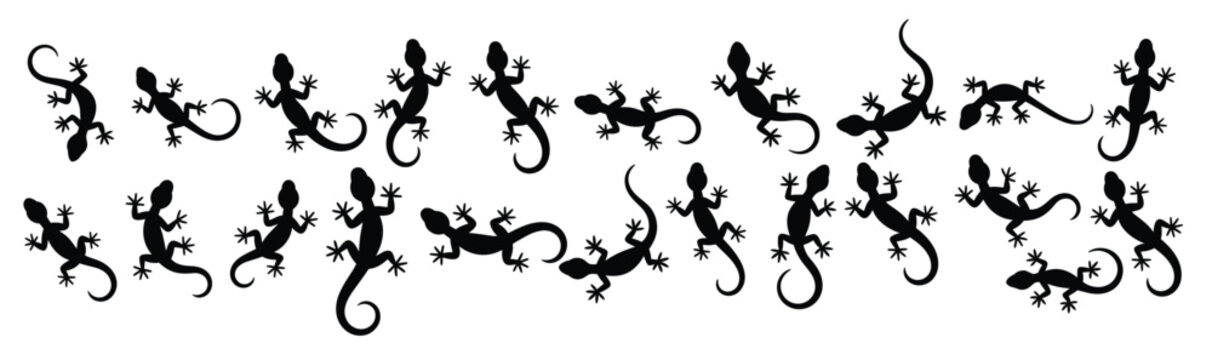 black gecko silhouettes scattered across a white background