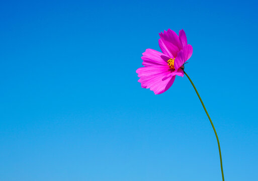 The pink flower rises against a clear blue sky and distant hills. The flower has pink and white petals and yellow pollen. The background is a field of blossoms that stretches toward the horizon.