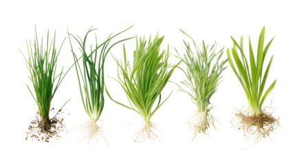 Five young green grass plants with roots isolated on transparent background