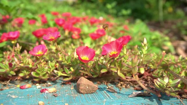 bees are taking nectar from flowers