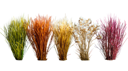 Five bunches of dried grasses in various colors isolated on transparent background
