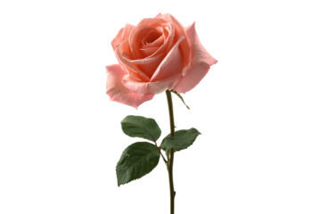 Rose Emblem Illustration Isolated on Transparent Background