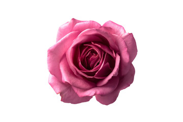 Fototapeta premium Blooming Rose Symbol Isolated on Transparent Background
