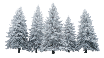 Group of snow covered evergreen trees isolated on transparent background