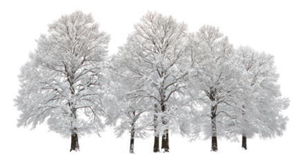 Snow covered Douglas trees isolated on transparent background