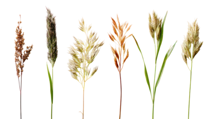 Collection of various grass seed heads isolated on transparent background