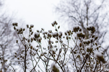 Thin branches hold clusters of dry seed pods blanketed with fresh snow, creating a soft and muted seasonal texture against a pale winter sky. Perfect for botanical and holiday themes.