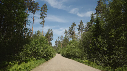 driving plate through forest in sunny summer day