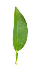 One green lemon leaf isolated with clipping path in png file format