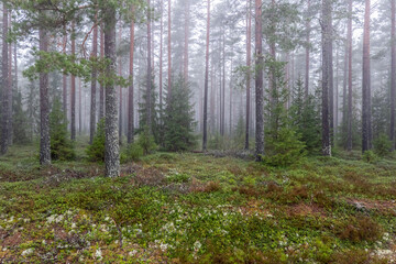 Magical fairytale forest Foggy morning in forest covered of green moss in december. Forest therapy and stress relief