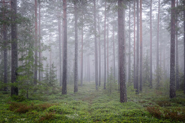 Magical fairytale forest Foggy morning in forest covered of green moss in december. Forest therapy and stress relief