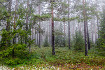 Magical fairytale forest Foggy morning in forest covered of green moss in december. Forest therapy and stress relief