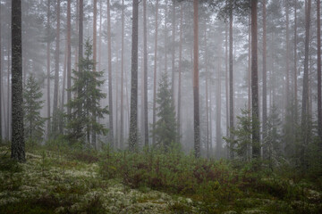 Magical fairytale forest Foggy morning in forest covered of green moss in december. Forest therapy and stress relief