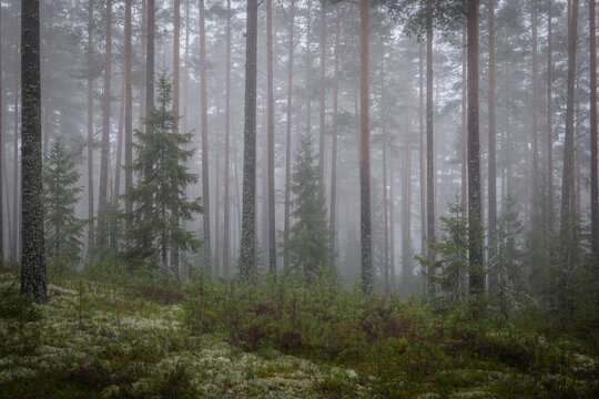 Magical fairytale forest Foggy morning in forest covered of green moss in december. Forest therapy and stress relief - Powered by Adobe