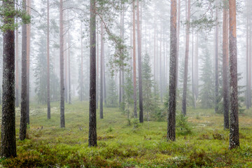 Obraz premium Magical fairytale forest Foggy morning in forest covered of green moss in december. Forest therapy and stress relief