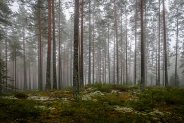 Obraz premium Magical fairytale forest Foggy morning in forest covered of green moss in december. Forest therapy and stress relief