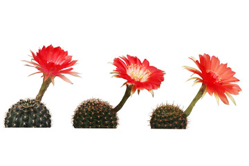 Close-up of three bright red flowering cacti isolated on transparent background png file.