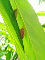 photo of two leaf caterpillar cocoons, suitable for use as poster photos, banners, advertisements,...