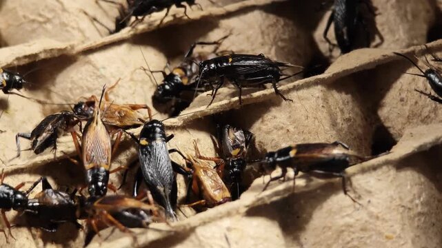 Black crickets in the market
